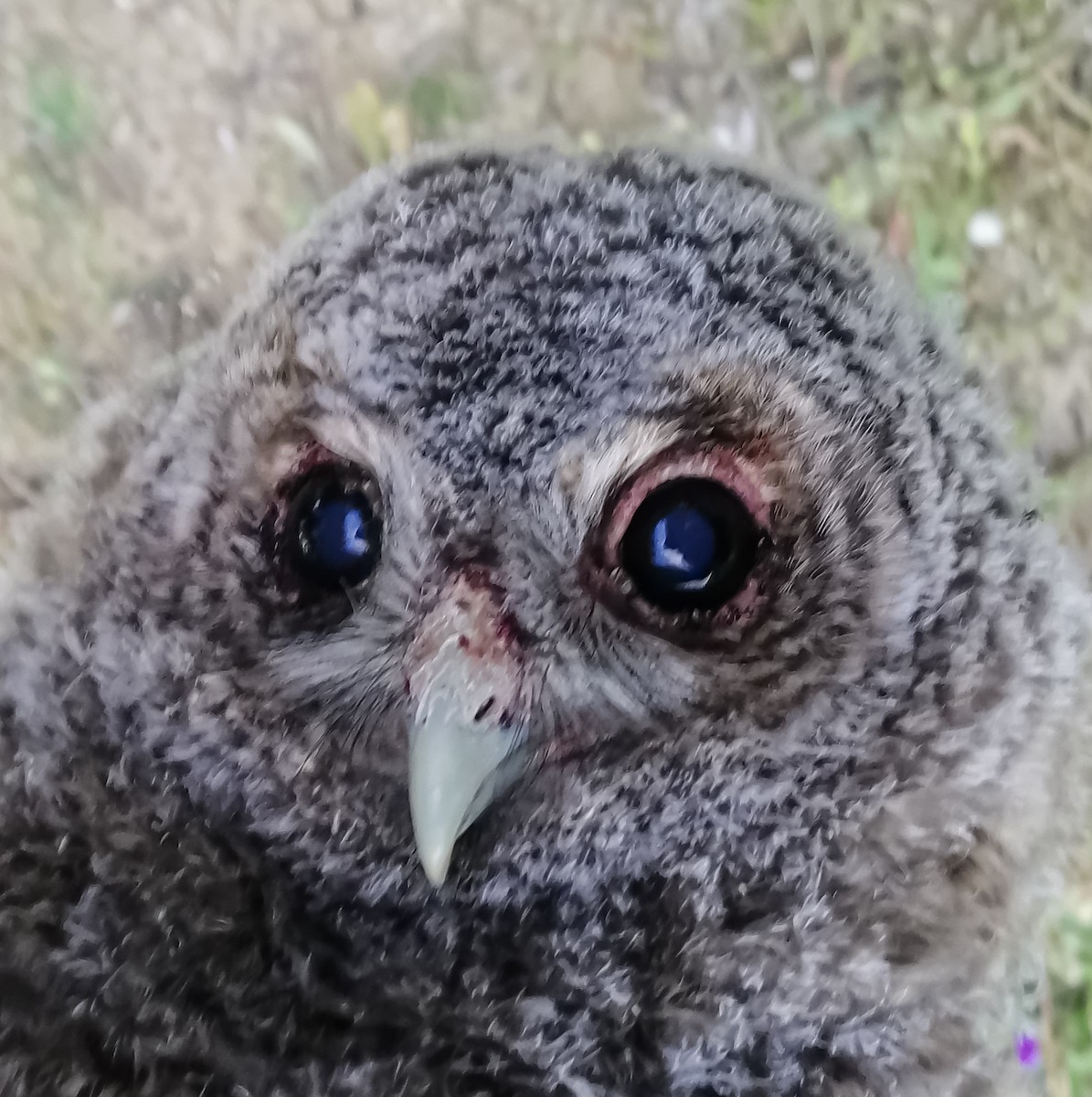 Maghreb Owl - ML635690621