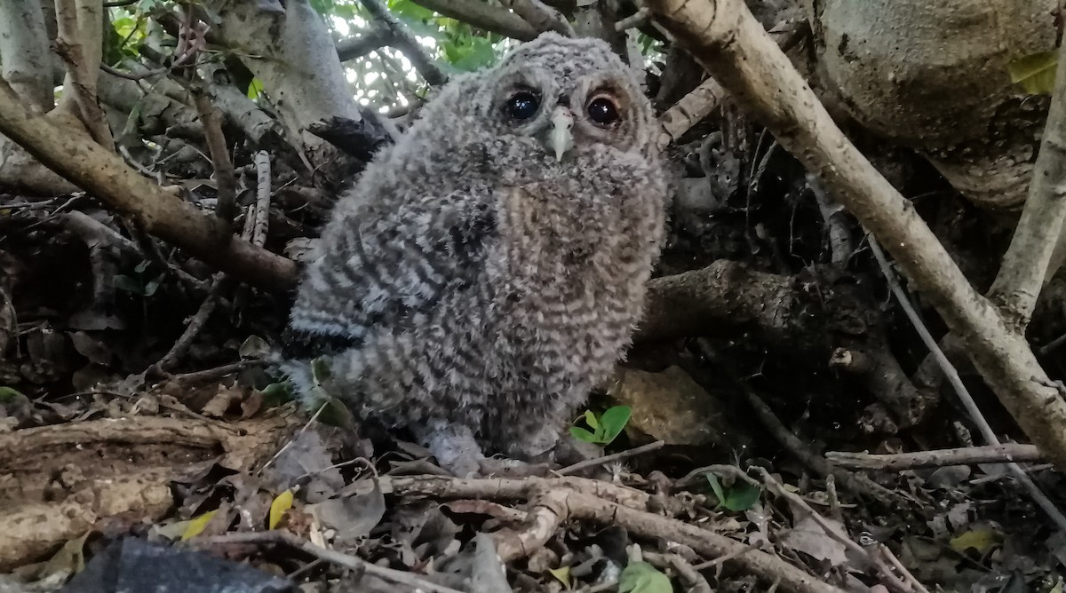 Maghreb Owl - ML635690622