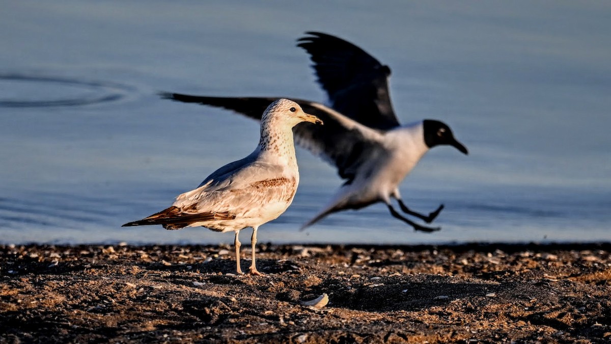Ring-billed Gull - ML635690647