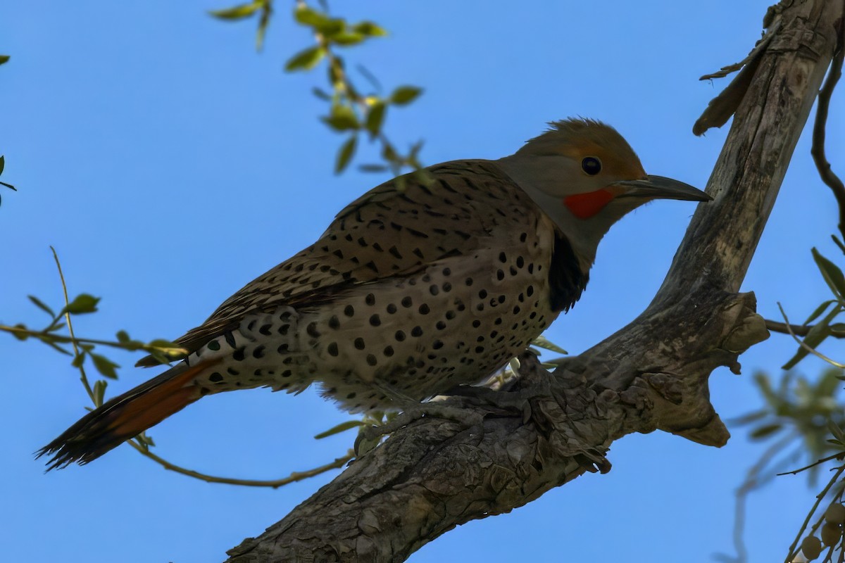 Northern Flicker (Red-shafted) - ML635690726