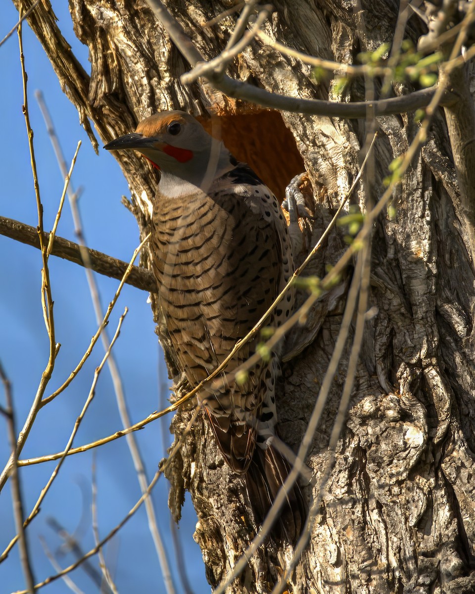 Northern Flicker (Red-shafted) - ML635690728