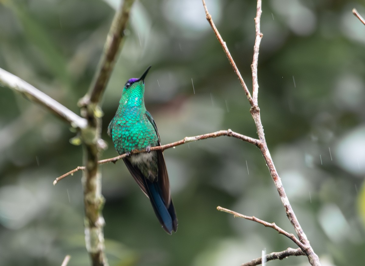 Violet-capped Woodnymph - ML635690739