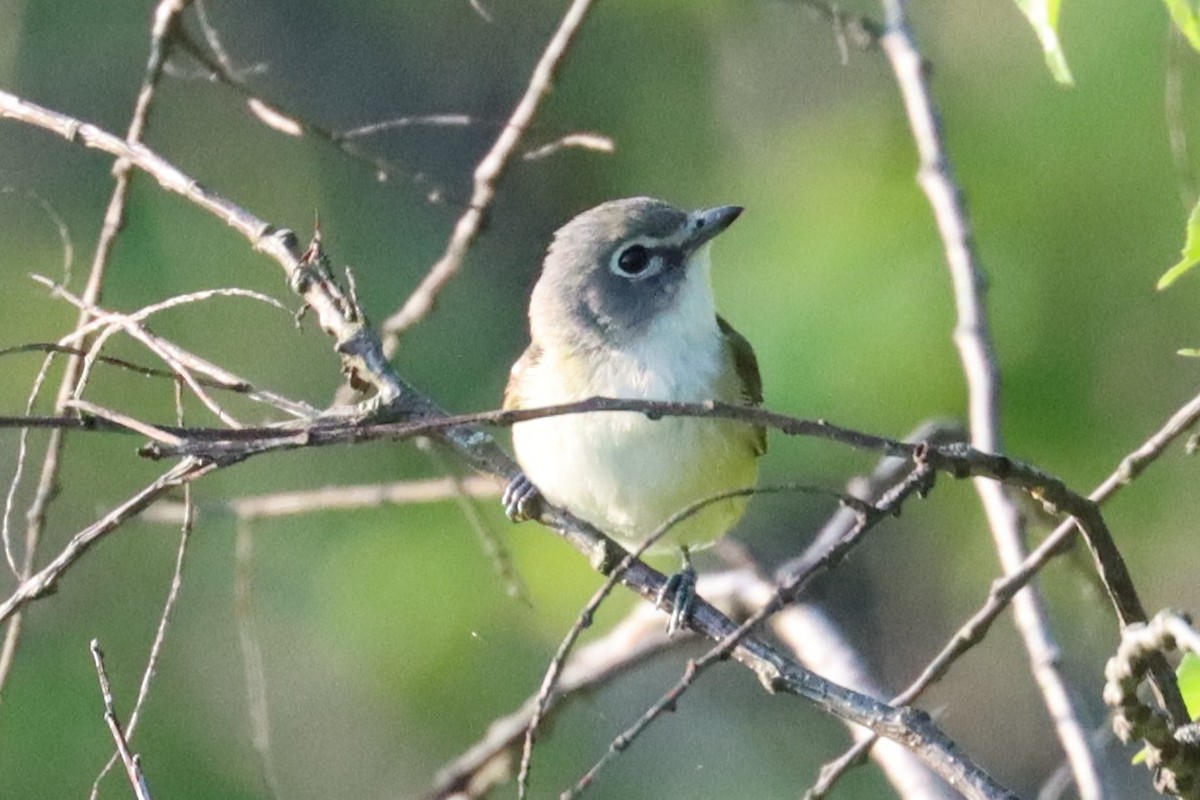 Blue-headed Vireo - ML635690777