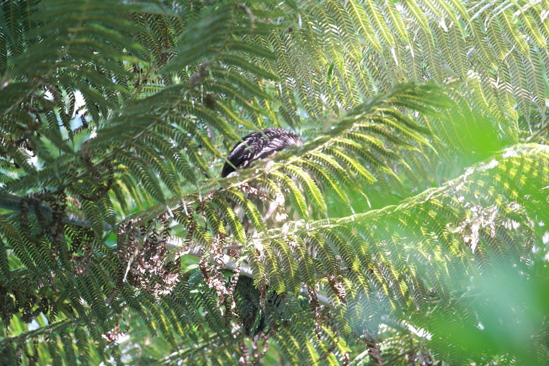 Morepork - ML635690834