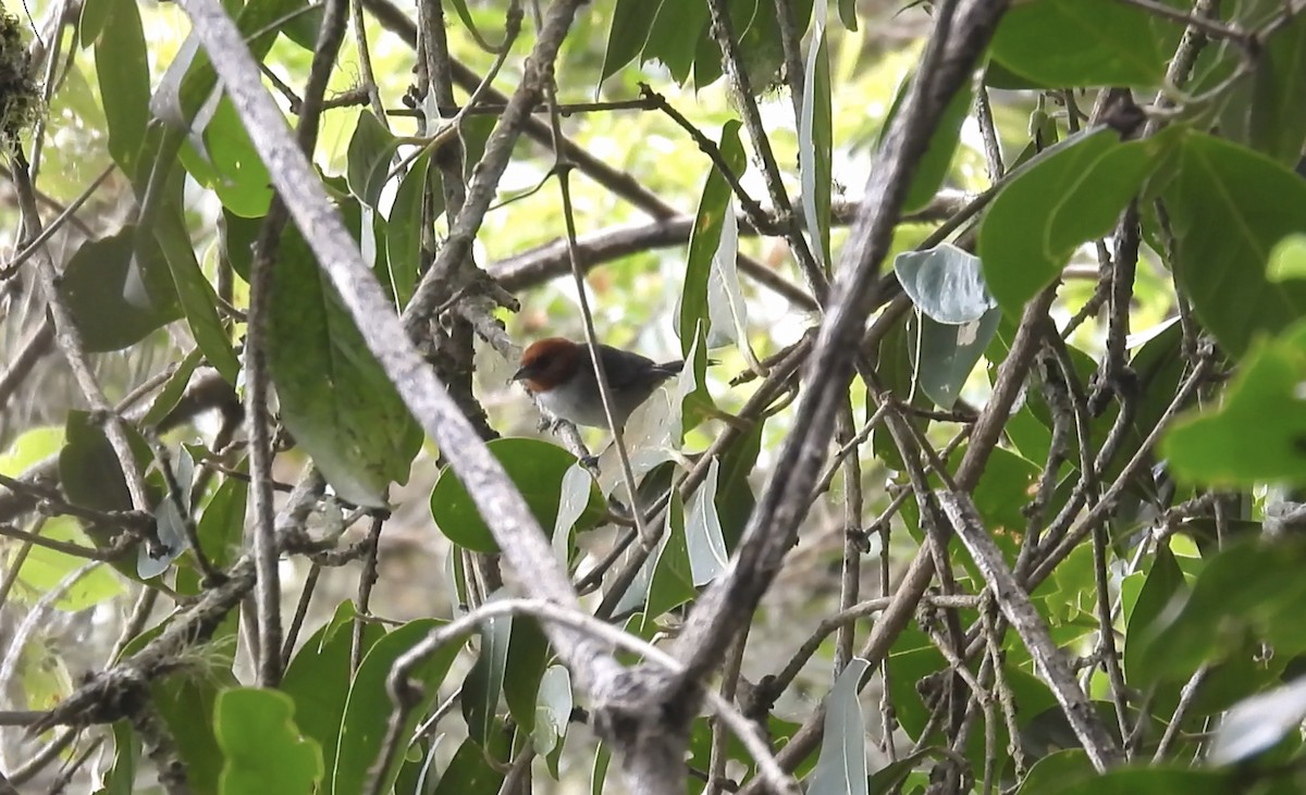 Fulvous-headed Tanager - ML635691003