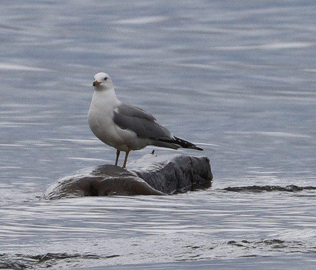 Ring-billed Gull - ML635691022