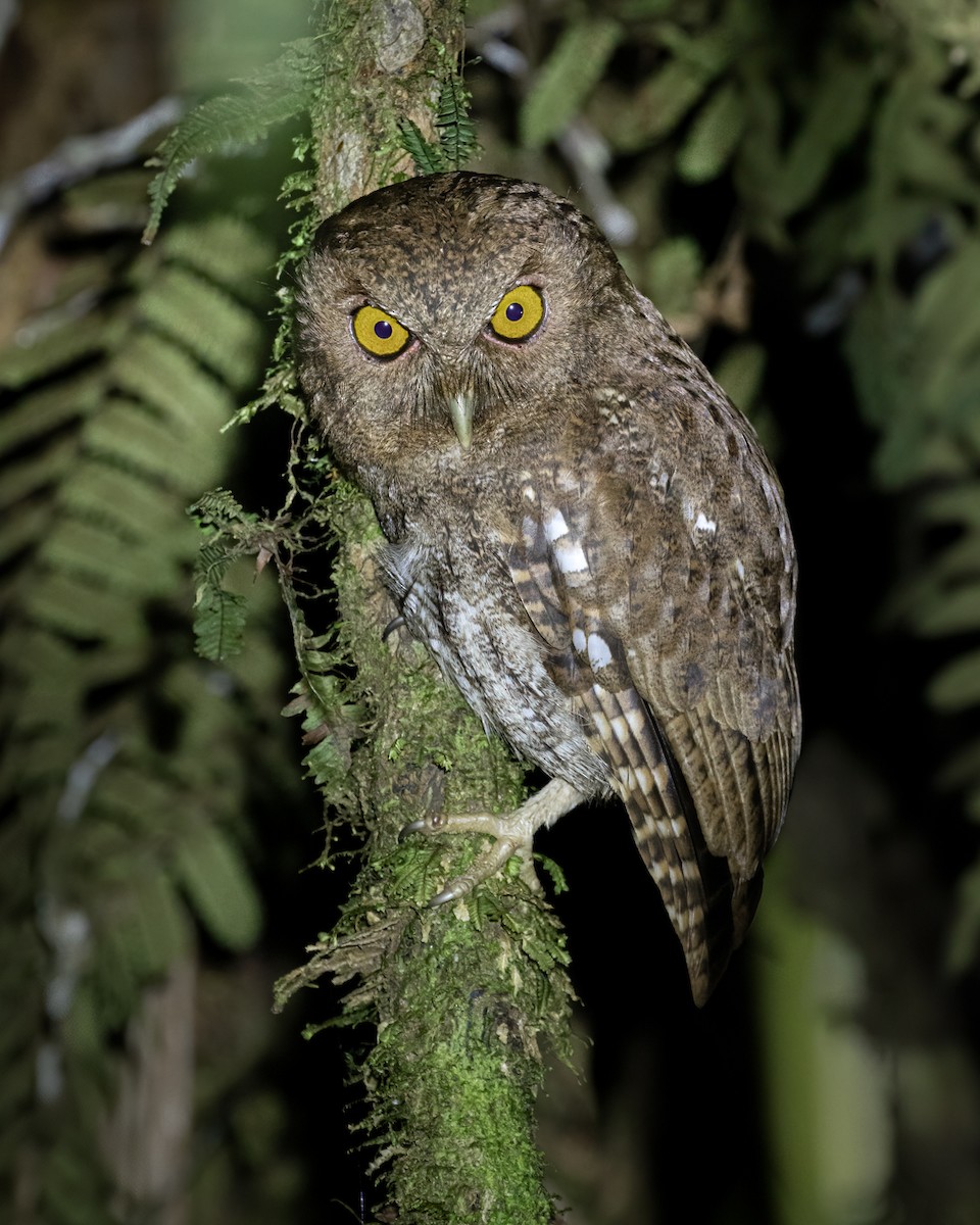 Choco Screech-Owl - ML635691120