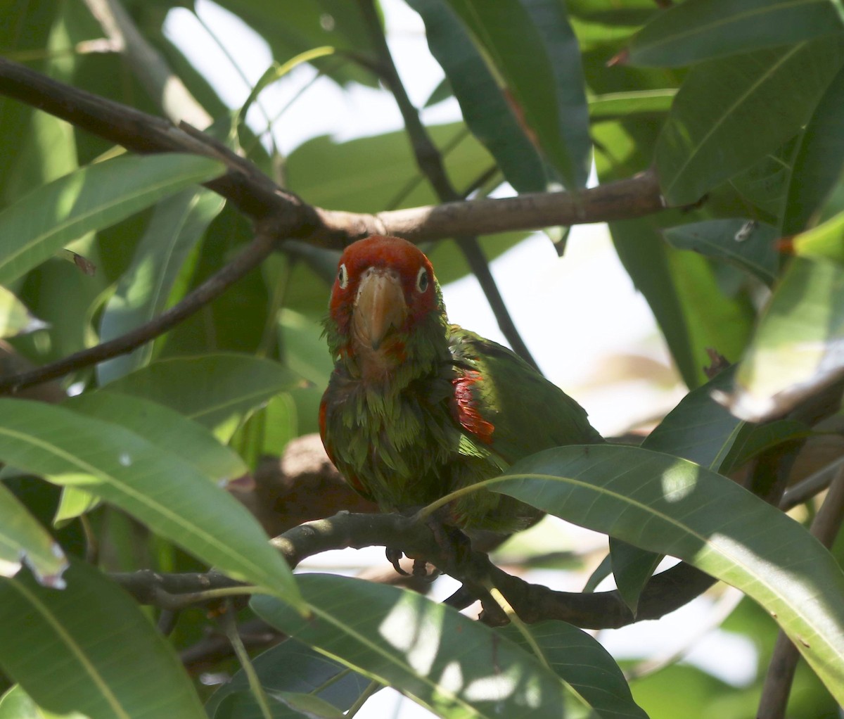 Red-masked Parakeet - ML635691197