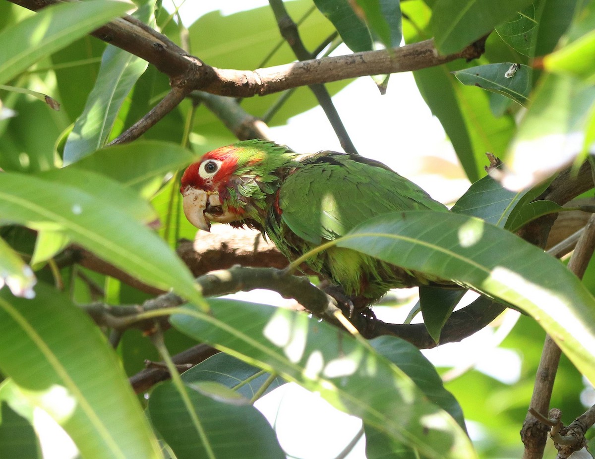 Red-masked Parakeet - ML635691198