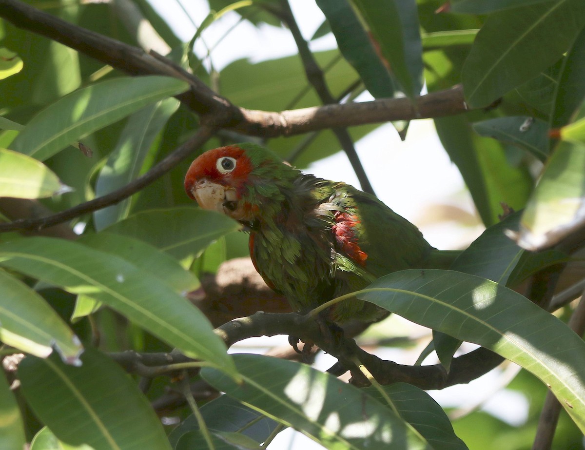 Red-masked Parakeet - ML635691199