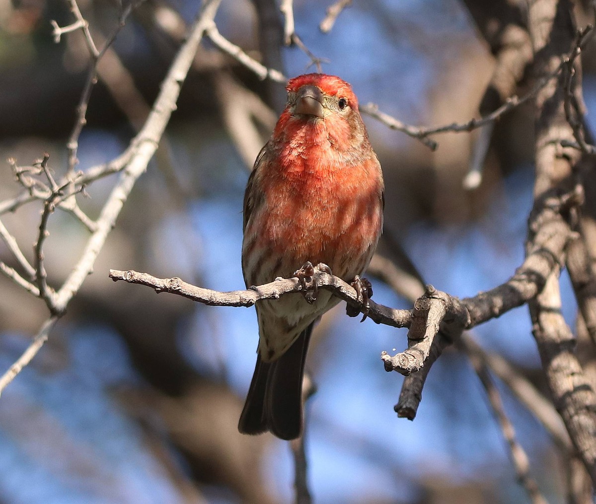House Finch - ML635691294