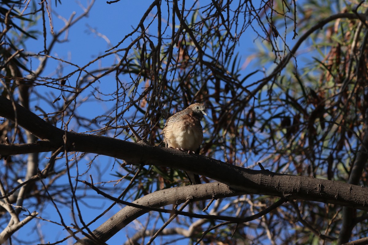 斑馬鳩 - ML635691301