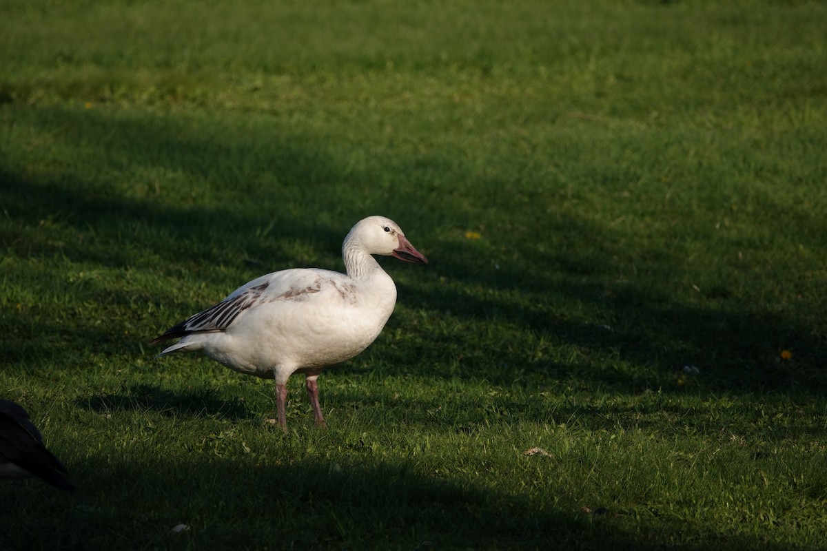 Snow Goose - ML635691303