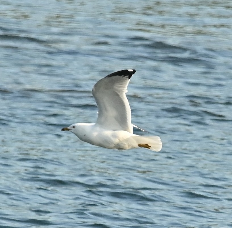 Ring-billed Gull - ML635691309