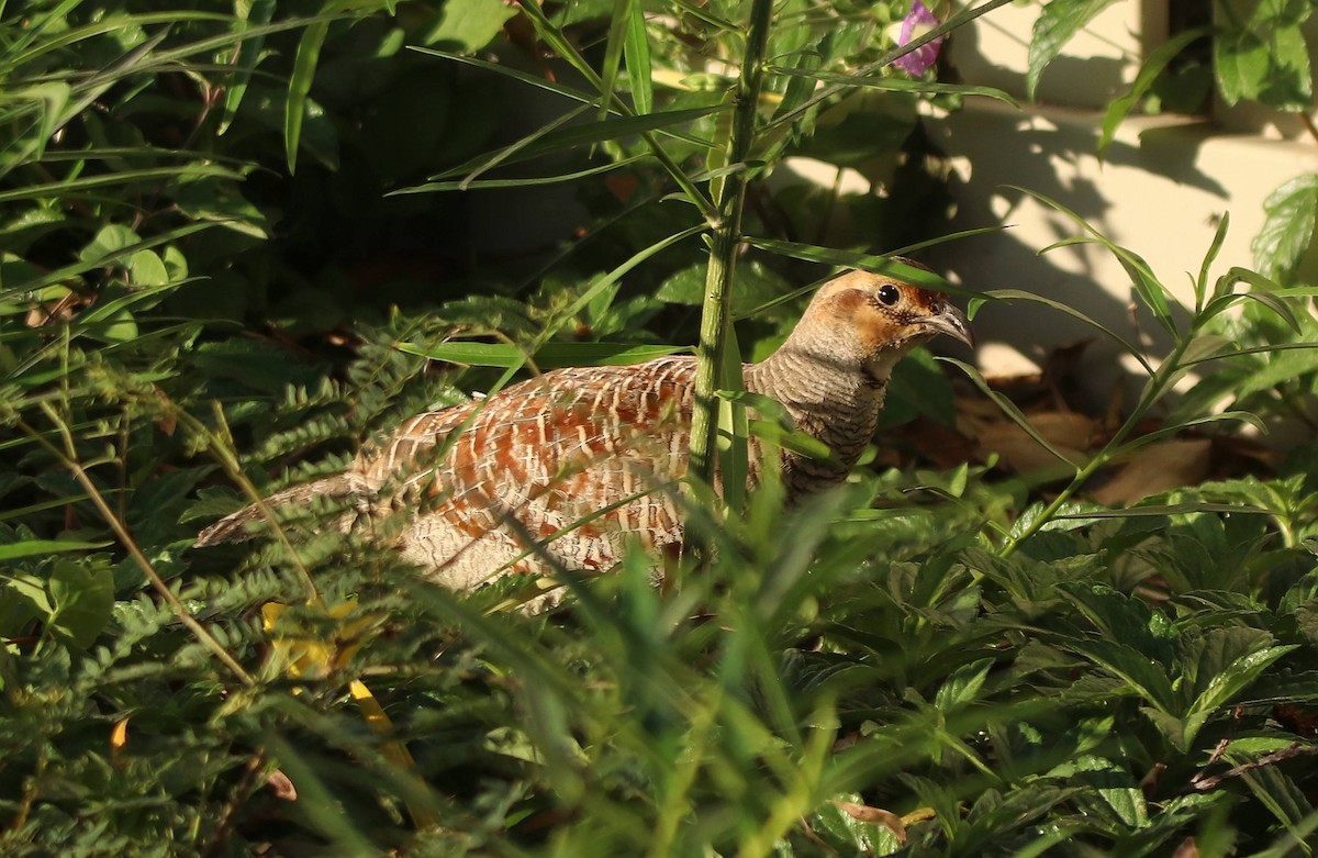 Gray Francolin - ML635691327