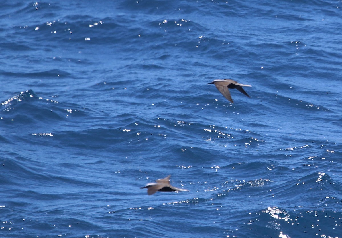 黑玄燕鷗 - ML635691386