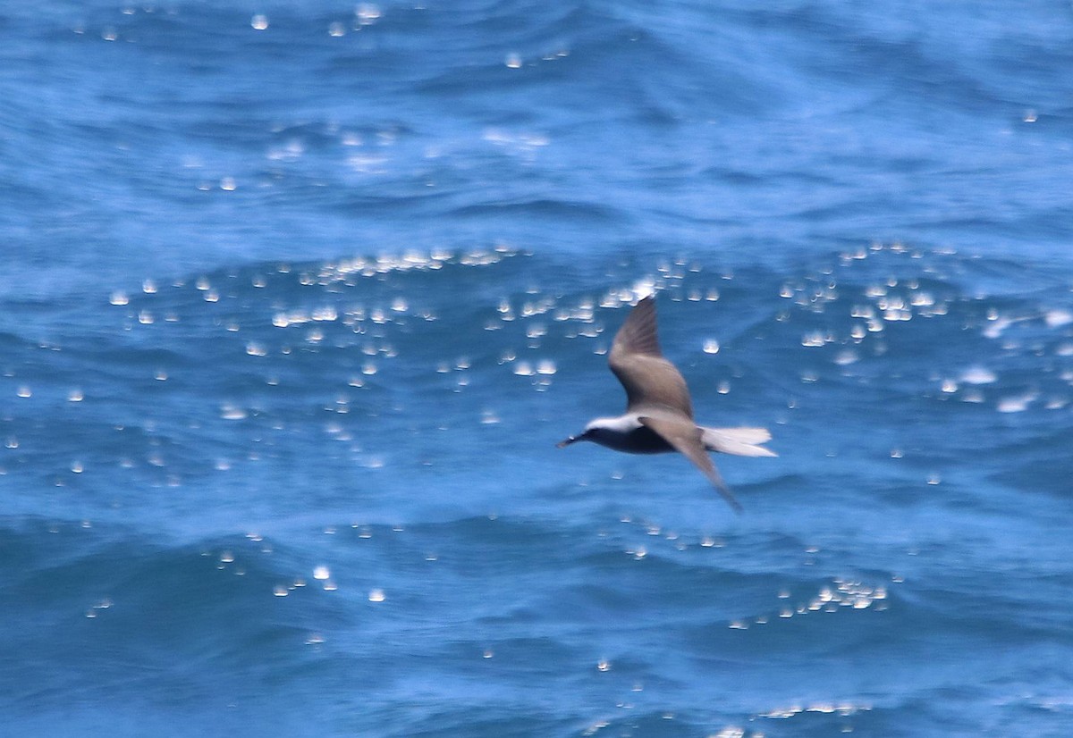 黑玄燕鷗 - ML635691387