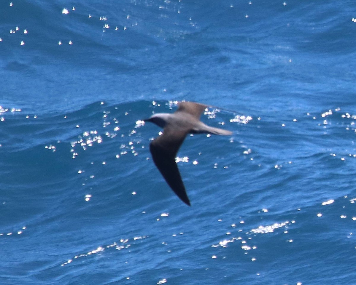 黑玄燕鷗 - ML635691388