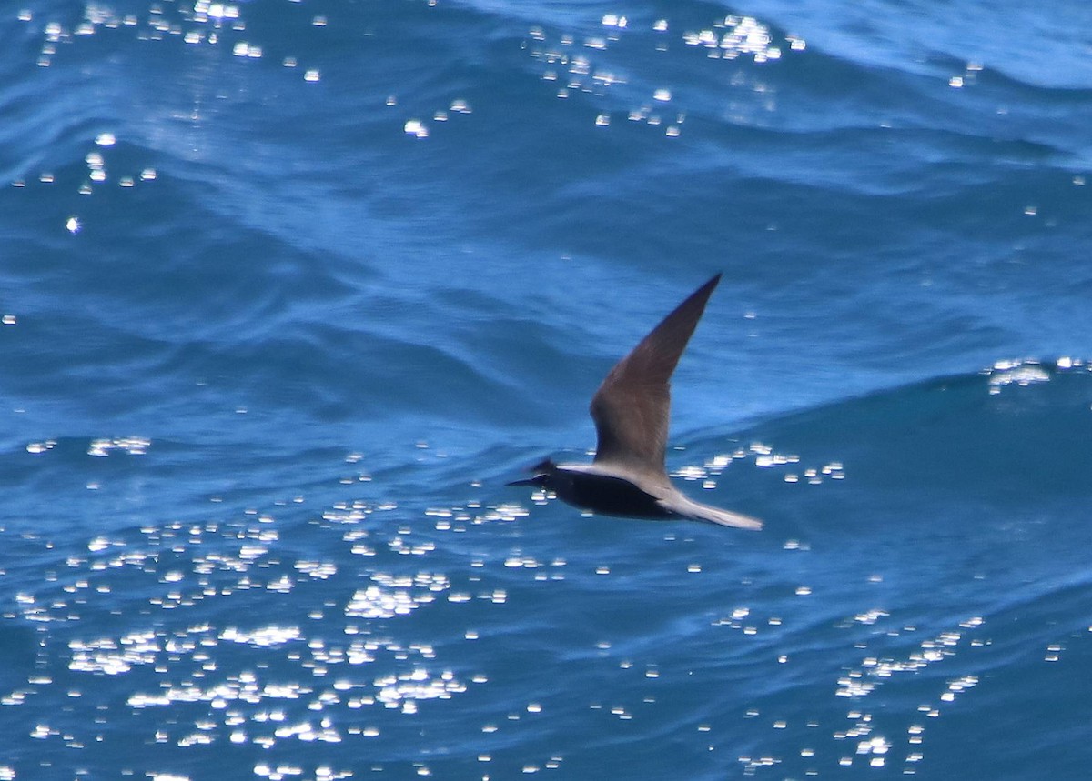 黑玄燕鷗 - ML635691389