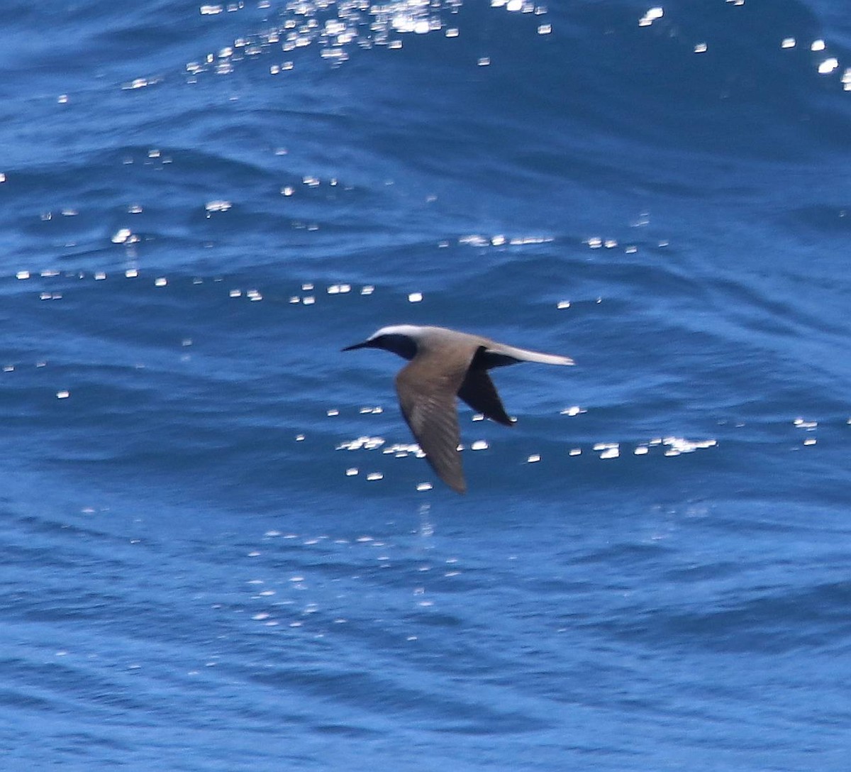 黑玄燕鷗 - ML635691390