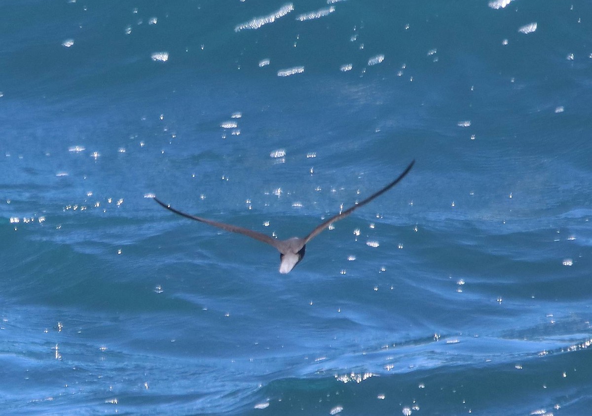 黑玄燕鷗 - ML635691391