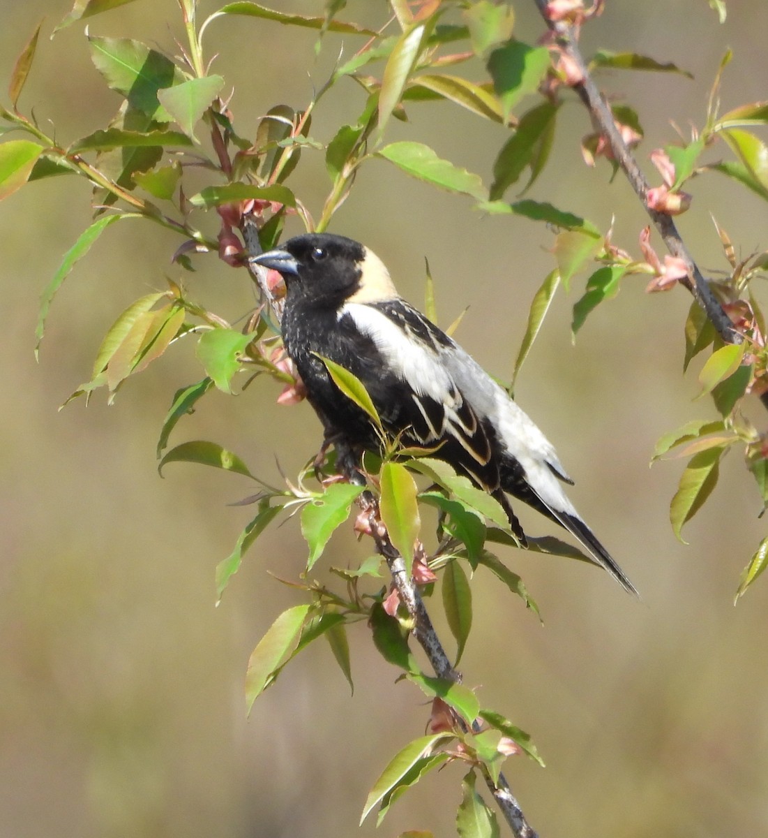 Bobolink - ML635691448