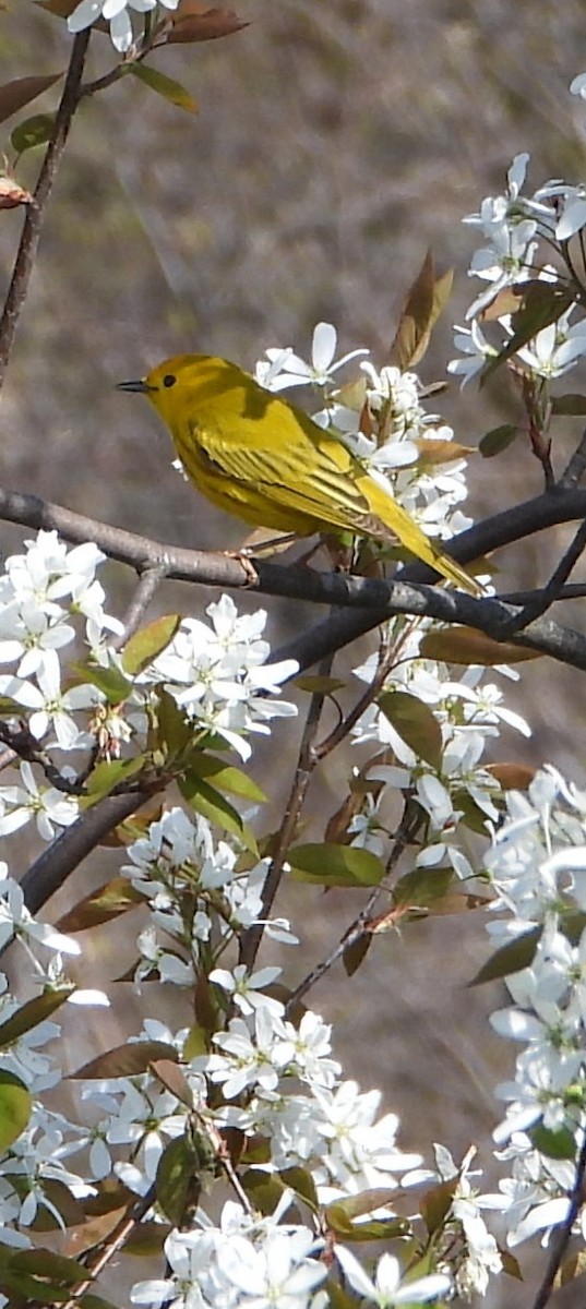 Northern Yellow Warbler - ML635691453