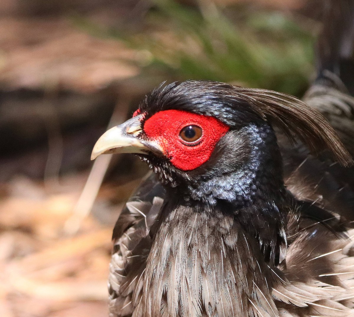 Kalij Pheasant - ML635691455