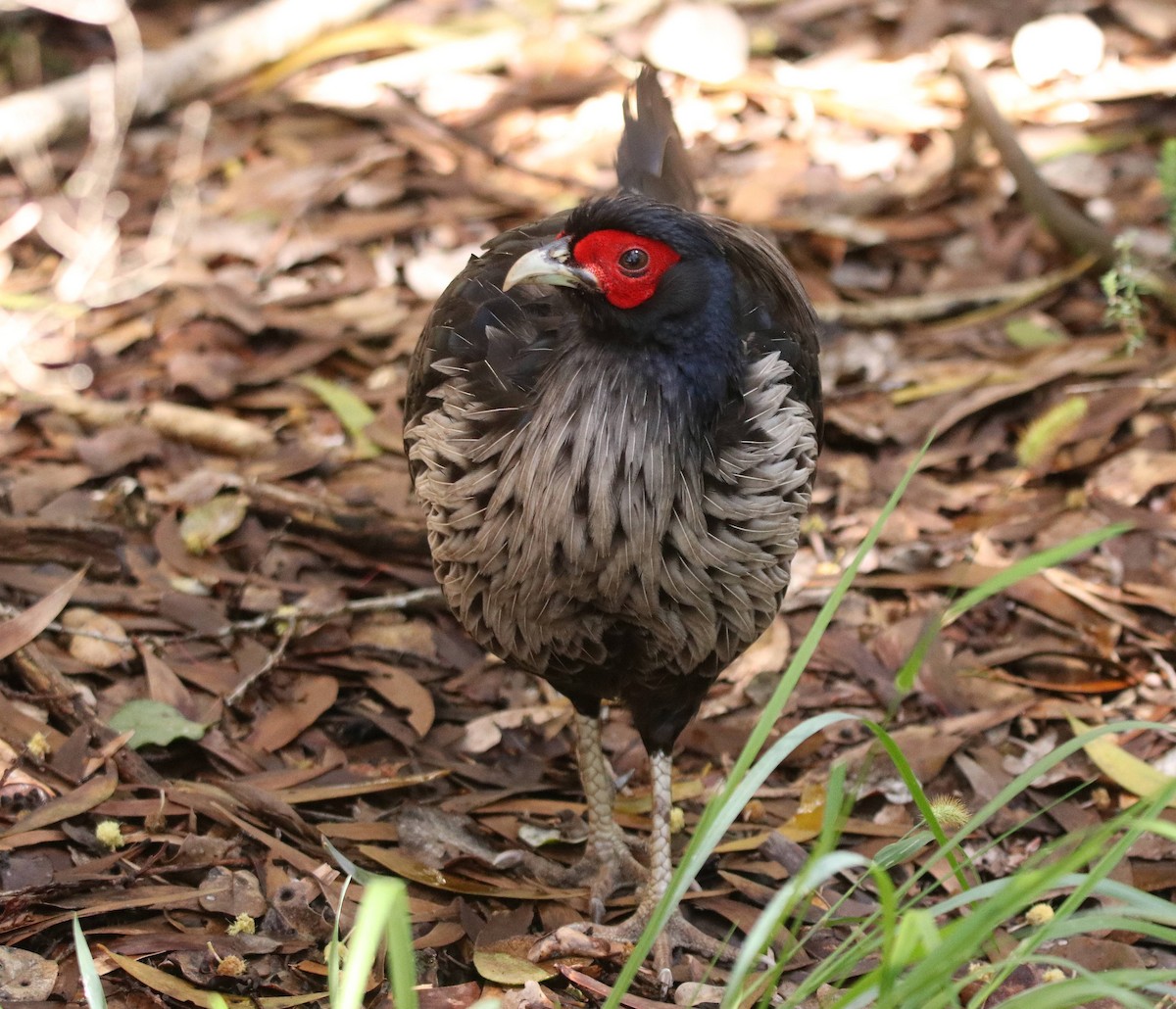 Kalij Pheasant - ML635691456