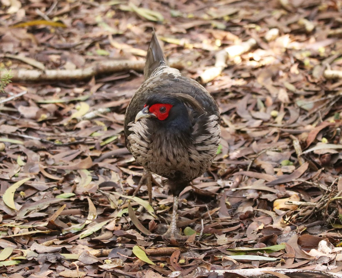 Kalij Pheasant - ML635691457