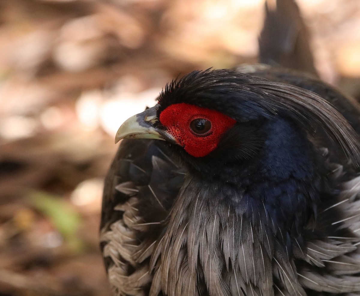 Kalij Pheasant - ML635691458