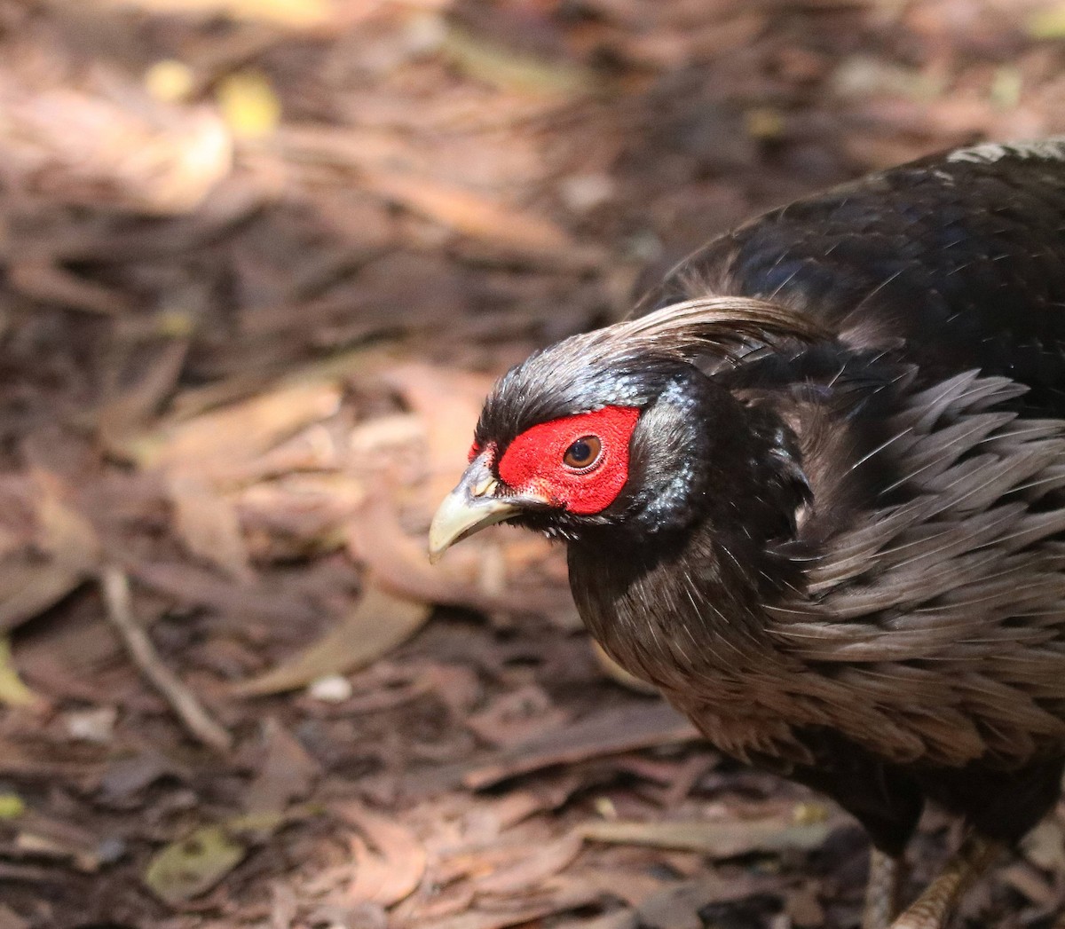 Kalij Pheasant - ML635691459