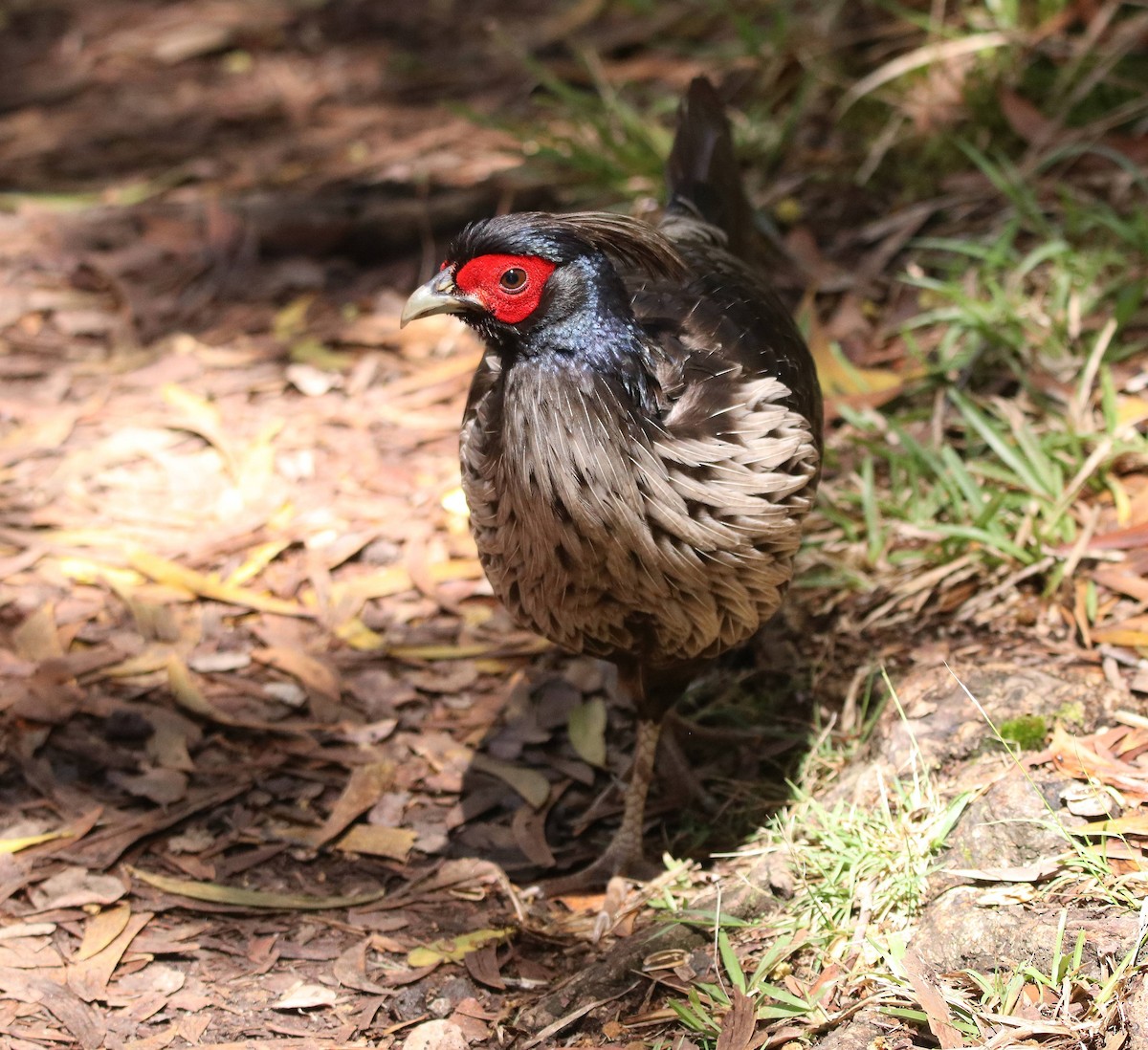 Kalij Pheasant - ML635691460