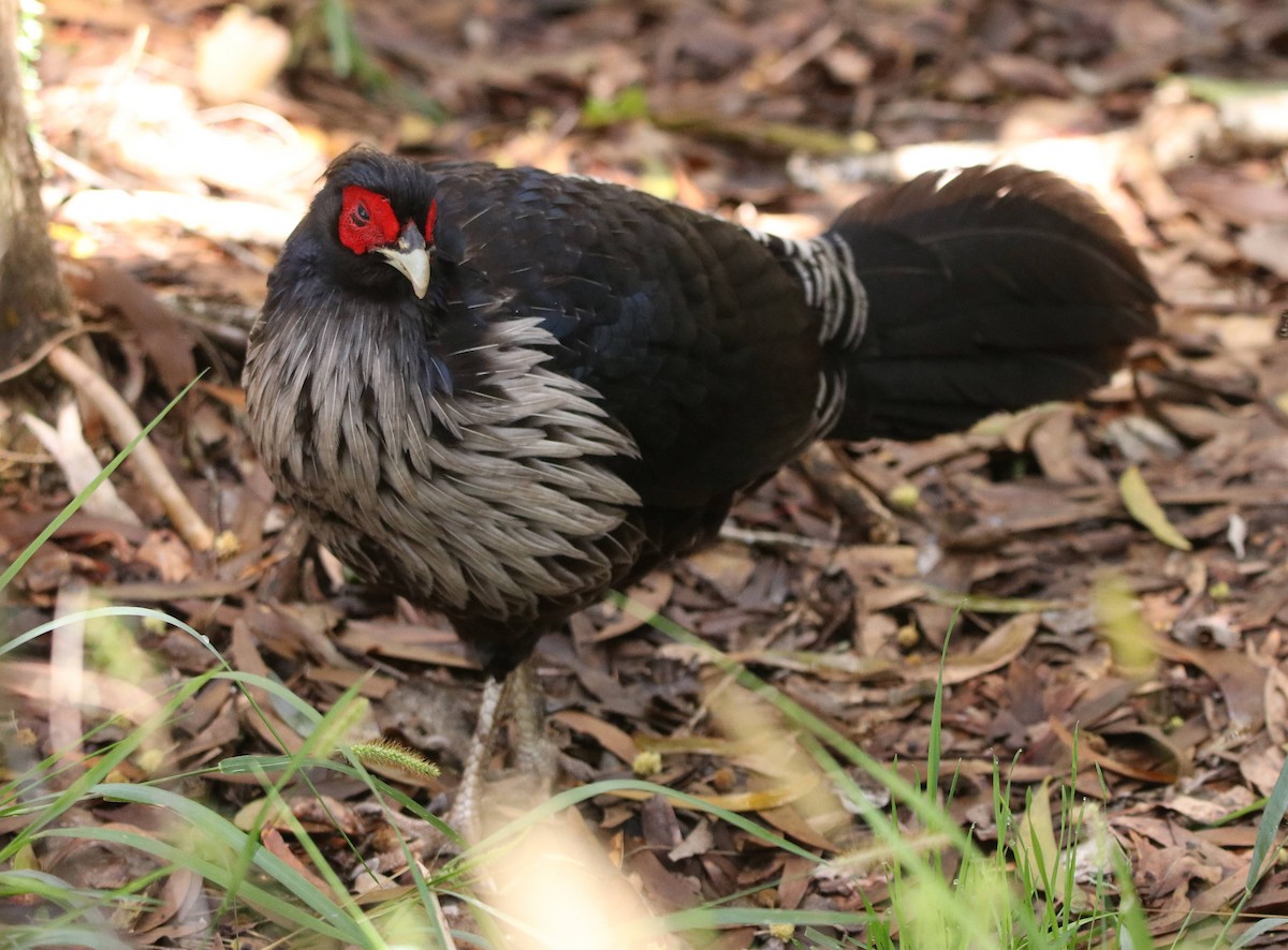 Kalij Pheasant - ML635691462