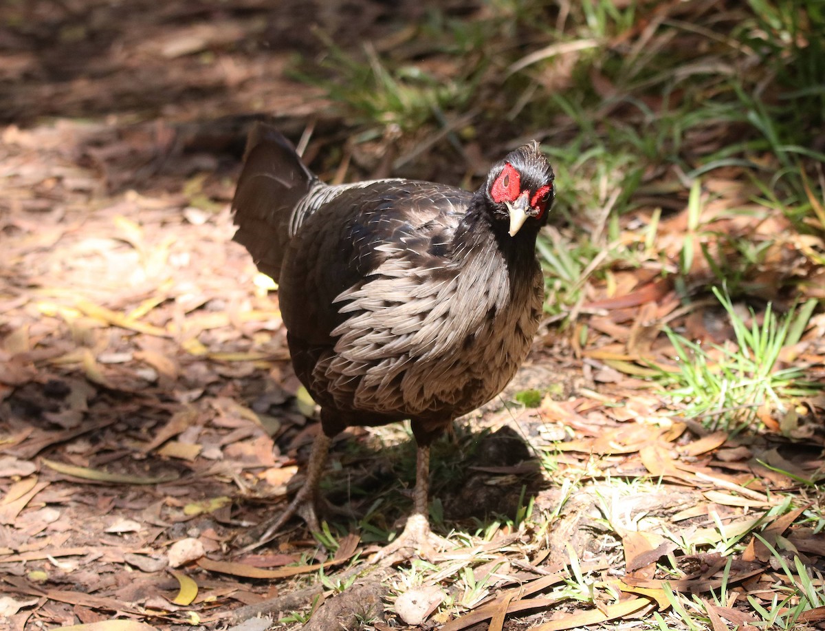 Kalij Pheasant - ML635691463