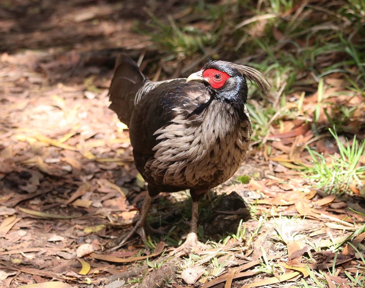 Kalij Pheasant - ML635691464