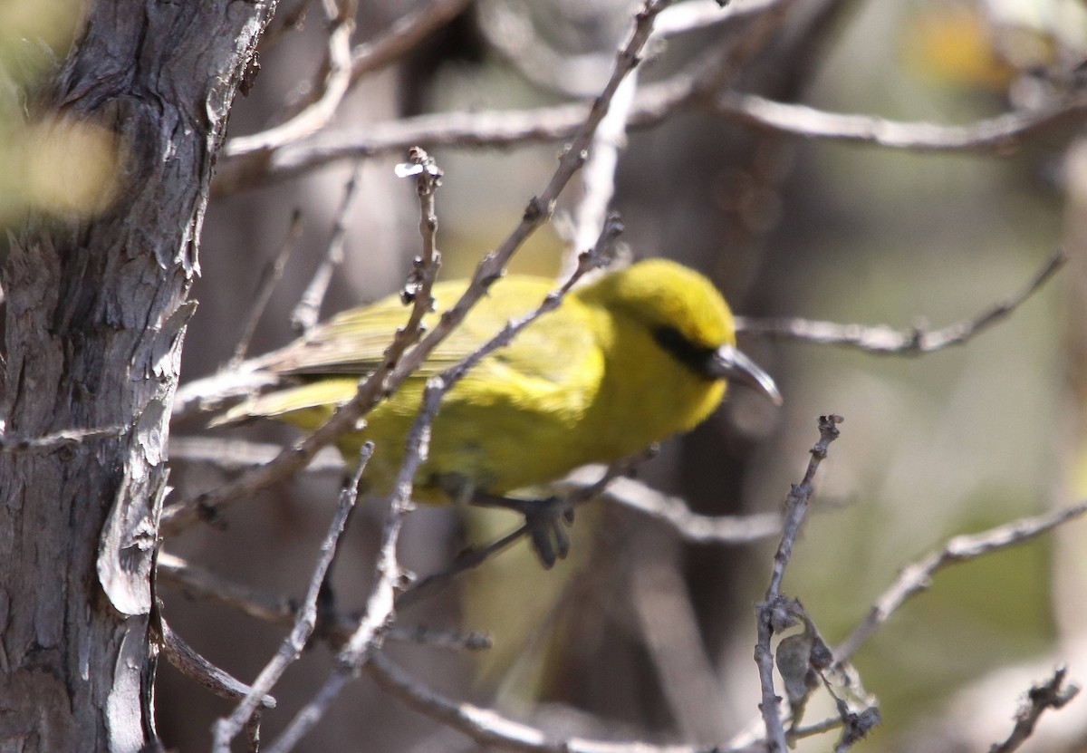 Hawaii Amakihi - ML635691468