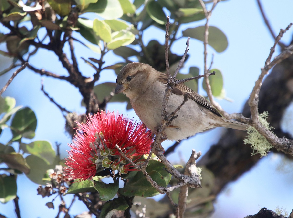 家麻雀 - ML635691472
