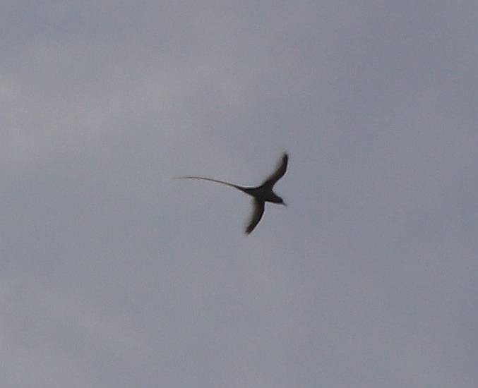 白尾熱帶鳥 - ML635691477