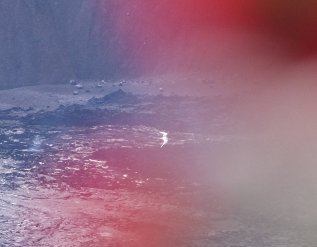 白尾熱帶鳥 - ML635691478