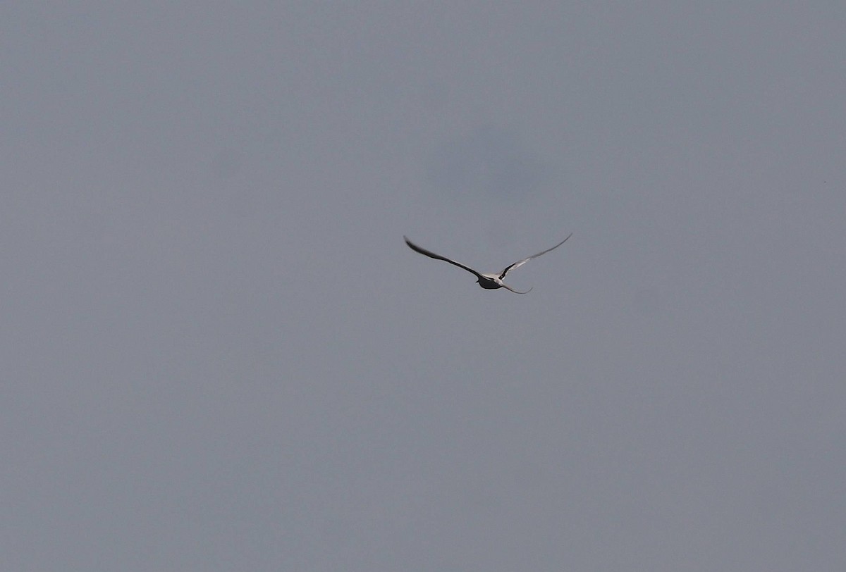 白尾熱帶鳥 - ML635691479