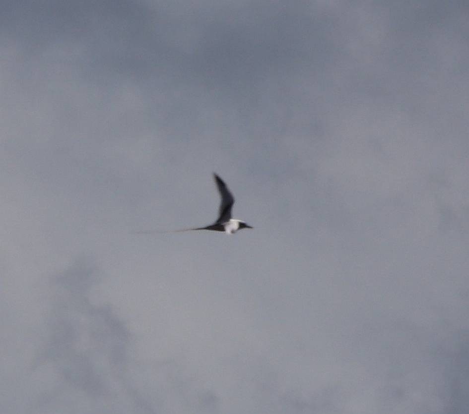 白尾熱帶鳥 - ML635691480