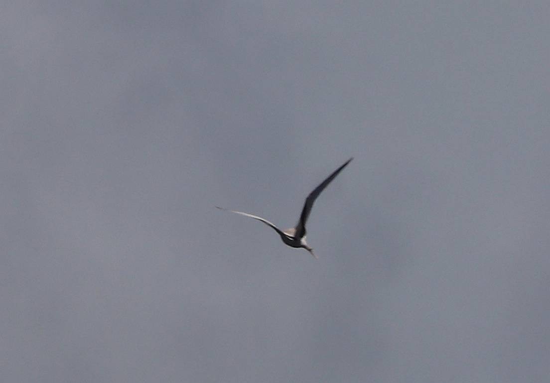 白尾熱帶鳥 - ML635691481