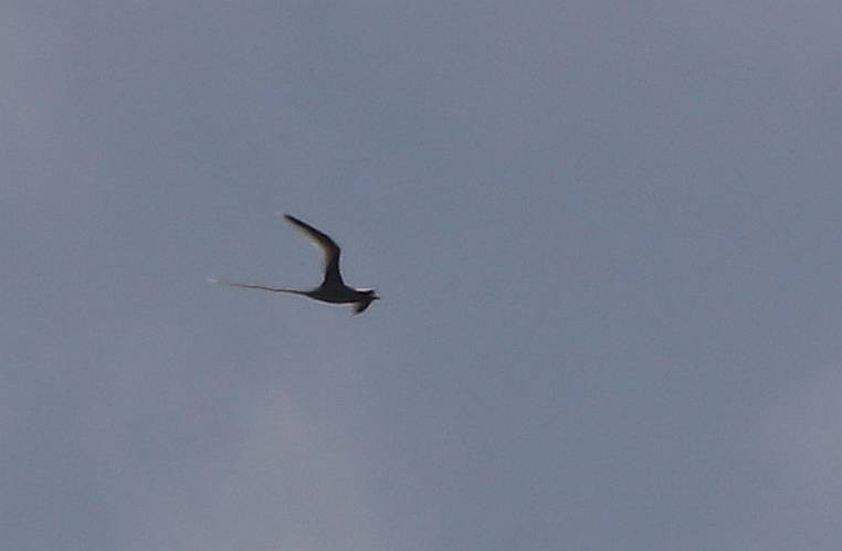 白尾熱帶鳥 - ML635691482