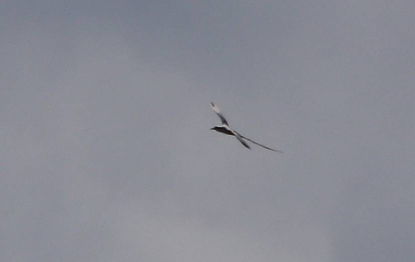 白尾熱帶鳥 - ML635691483