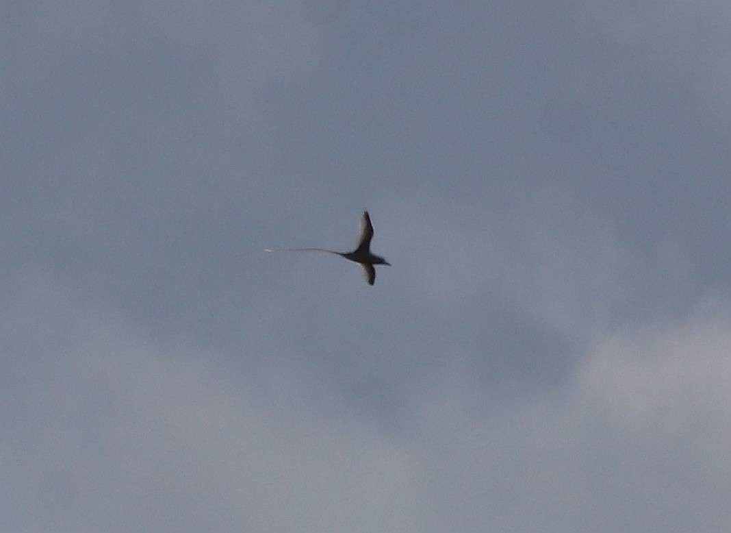 白尾熱帶鳥 - ML635691484