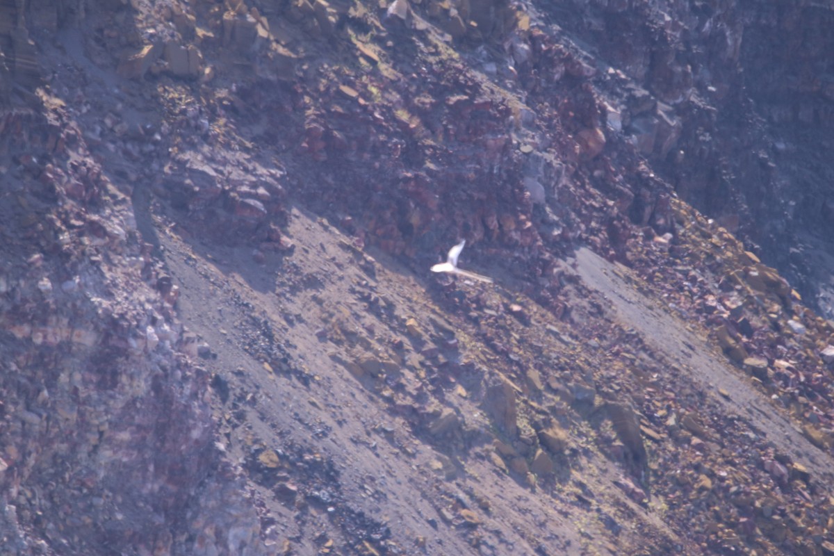 白尾熱帶鳥 - ML635691485