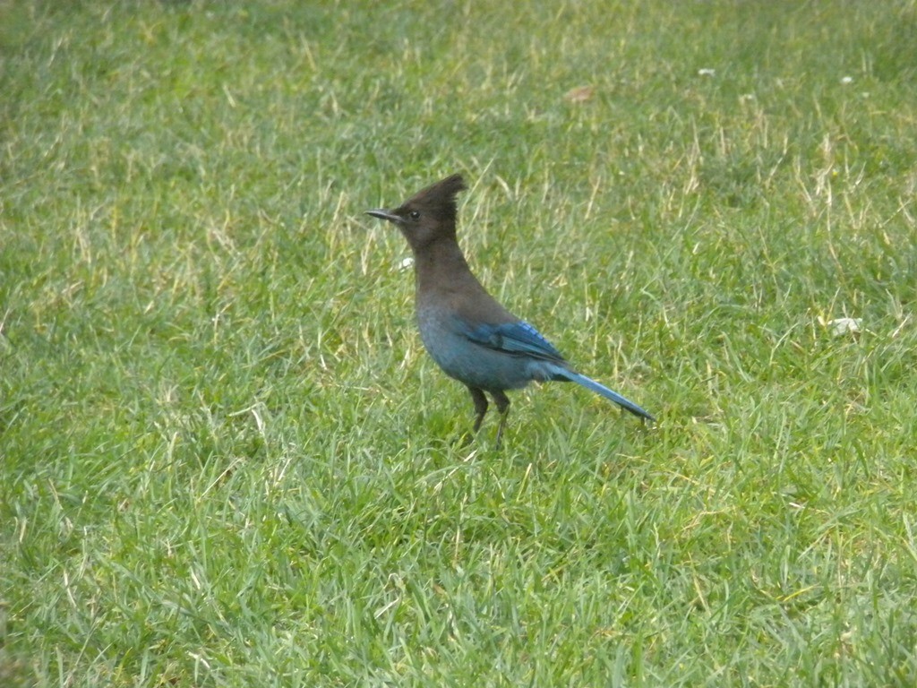 Steller's Jay - ML635691487