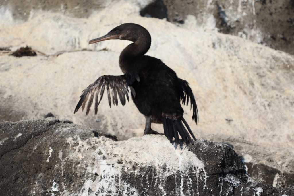 Flightless Cormorant - ML635691519