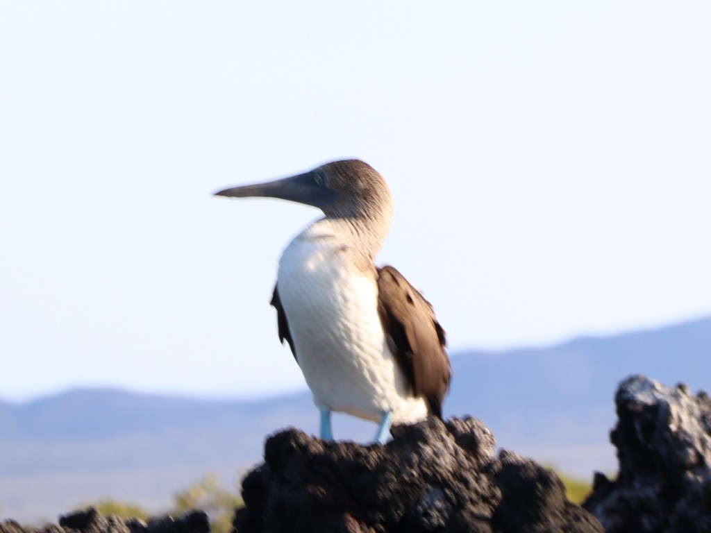 Blue-footed Booby - ML635691526